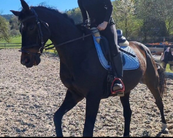 dressage horse Destiny 222 (Hanoverian, 2008)