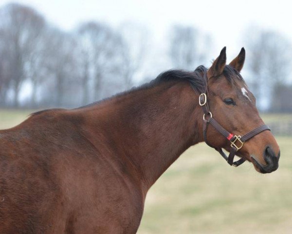 broodmare Cavorting xx (Thoroughbred, 2012, from Bernardini xx)