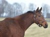 broodmare Cavorting xx (Thoroughbred, 2012, from Bernardini xx)