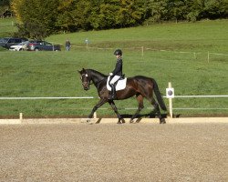 broodmare Bella-Luisa (Württemberger, 2011, from Belstaff)