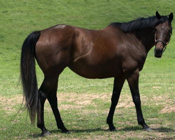 broodmare Downside Scenario xx (Thoroughbred, 2013, from Scat Daddy xx)