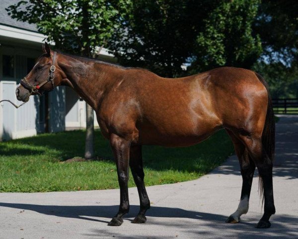 broodmare Dreaming of Julia xx (Thoroughbred, 2010, from A. P. Indy xx)