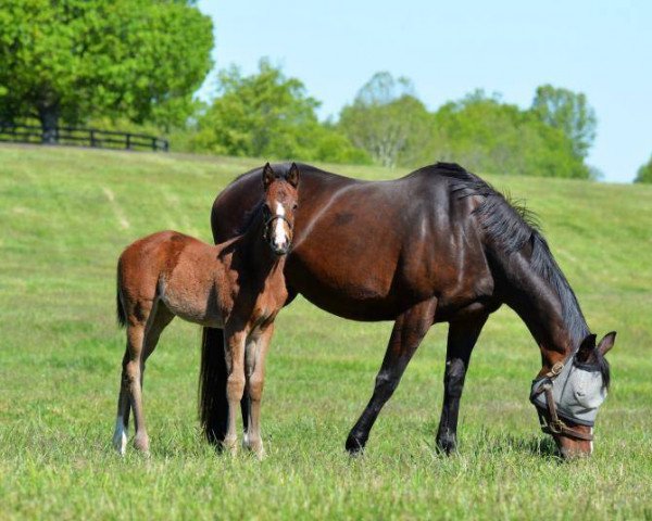 Pferd Justice Julia xx (Englisches Vollblut, 2021, von Medaglia d'Oro xx)