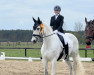 dressage horse Levi P (German Sport Horse, 2011, from Levisonn 208 FIN)