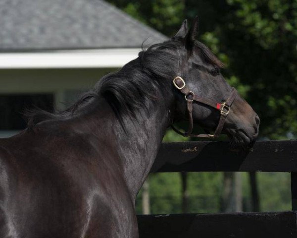 broodmare Havisham xx (Thoroughbred, 2012, from Bernardini xx)