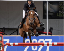 jumper Iron Lady van de Kranenburg (Belgium Sporthorse, 2014, from Thunder van de Zuuthoeve)