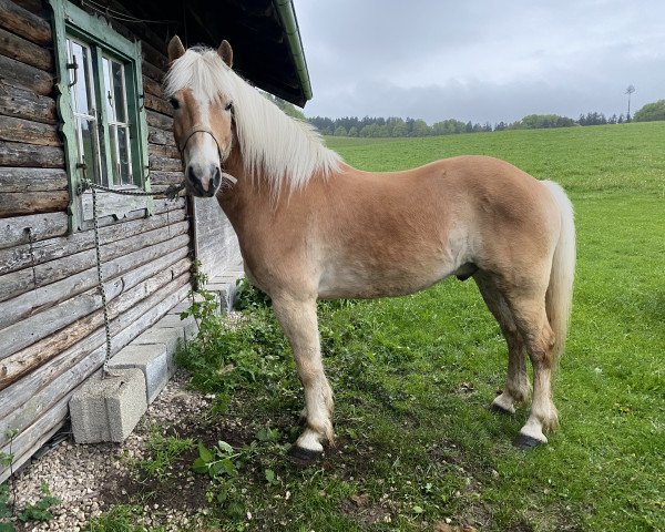 dressage horse Amadeus (Haflinger, 2015, from Admiral)