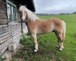 dressage horse Amadeus (Haflinger, 2015, from Admiral)