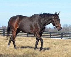 broodmare La Crete xx (Thoroughbred, 2019, from Medaglia d'Oro xx)