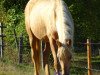 dressage horse Q-Lucky (unknown, 2013)