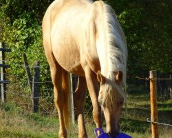 dressage horse Q-Lucky (unknown, 2013)