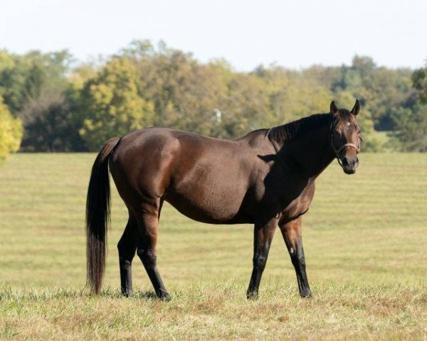 broodmare Lady Kate xx (Thoroughbred, 2016, from Bernardini xx)