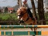 dressage horse Singelwoud´s Heone (Welsh mountain pony (SEK.A), 2006, from Ysselvliedt's Special Edition)