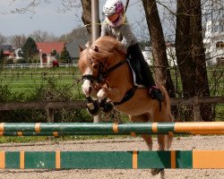 dressage horse Singelwoud´s Heone (Welsh mountain pony (SEK.A), 2006, from Ysselvliedt's Special Edition)