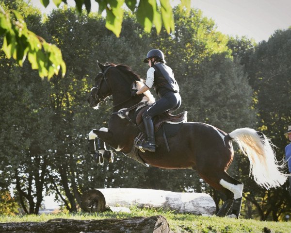 dressage horse Jan 96 (unknown, 2008)