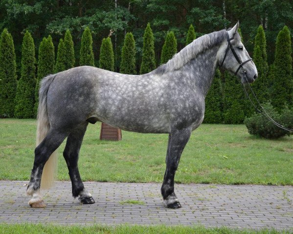 Pferd Parmen (Polnisches Warmblut,  )