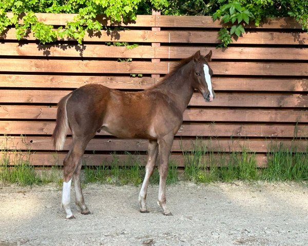 foal by Ex 2023 (Hanoverian, 2023, from Ellis NRW)