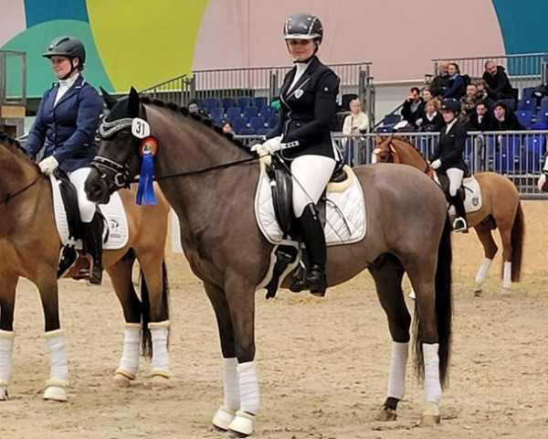 stallion Diabolo 587 (German Riding Pony, 2018, from Dating At NRW)