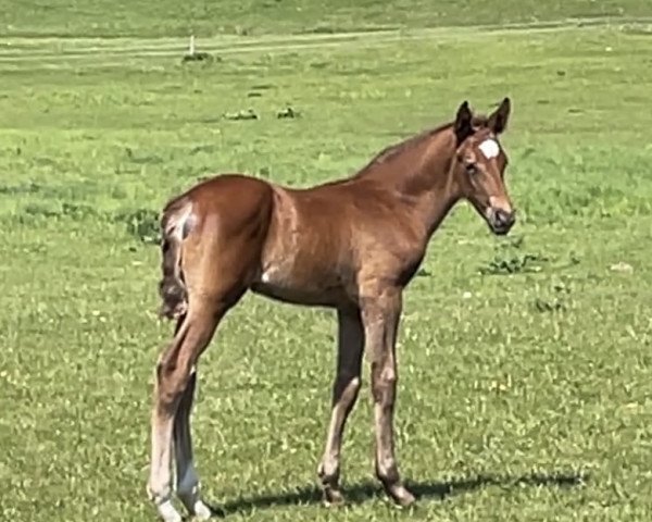 horse Forrest (Trakehner, 2023, from Göteborg)