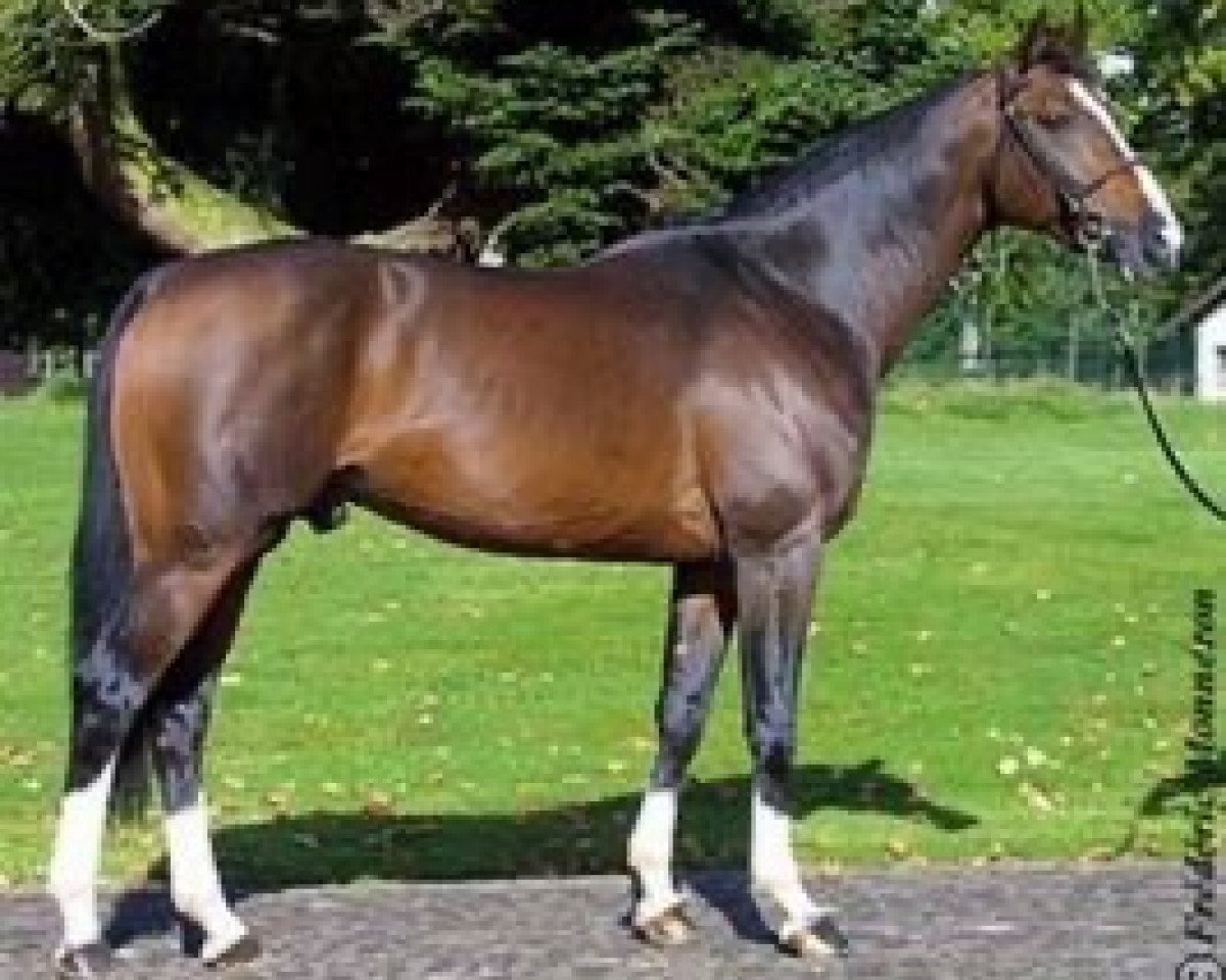 Deckhengst Mozart des Hayettes (Belgisches Warmblut, 1996, von Papillon Rouge)