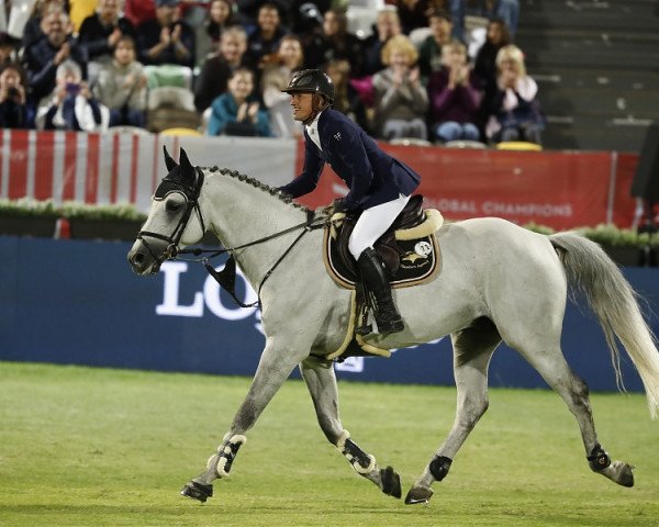 stallion Vangog du Mas Garnier (Selle Français, 2009, from Cornet Obolensky)