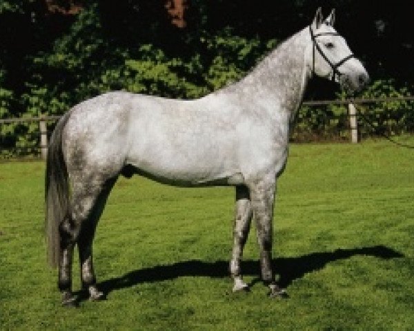 stallion Couletto (Oldenburg, 2000, from Couleur Rubin)