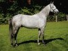 stallion Couletto (Oldenburg, 2000, from Couleur Rubin)