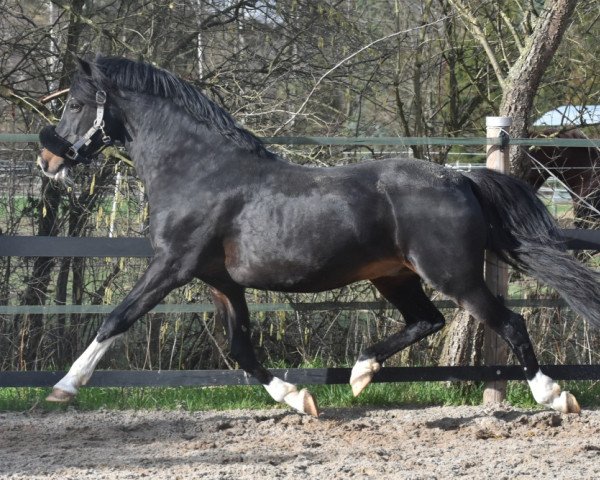 stallion Vincent (German Riding Pony, 2002, from Van Gogh R)