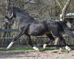 stallion Vincent (German Riding Pony, 2002, from Van Gogh R)