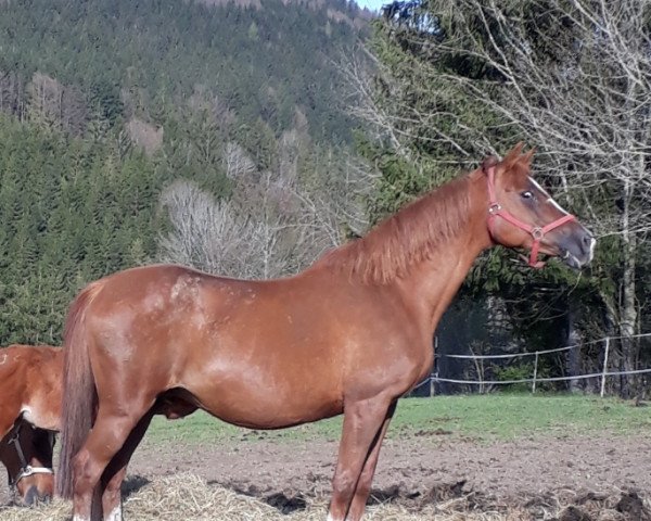 broodmare Orlena (Russian Trakehner, 2005, from Eagle Pass)