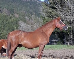 broodmare Orlena (Russian Trakehner, 2005, from Eagle Pass)