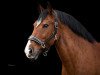 dressage horse Fridolin 361 (Freiberger, 2006, from Lyrol)