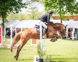 jumper Rock House Cindy (Irish Sport Horse, 2017)