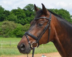 jumper Don Enrico 3 (German Warmblood, 2008, from Drakdream)