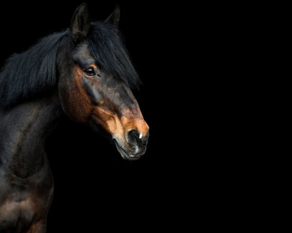 jumper Abracadabra 12 (Hessian Warmblood, 2002, from Latouro)