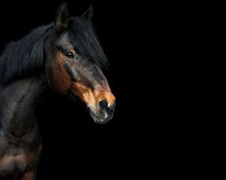 jumper Abracadabra 12 (Hessian Warmblood, 2002, from Latouro)