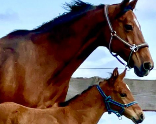 jumper Quiwi's Catokia (Oldenburg show jumper, 2023, from Quiwi Capitol)