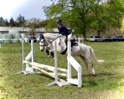 dressage horse Duran 69 (German Riding Pony, 2003)