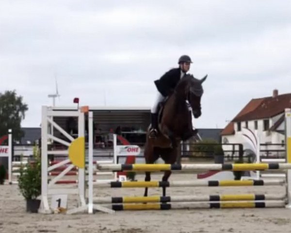 jumper Schätzelein 5 (Hanoverian, 2017, from Stolzenberg)