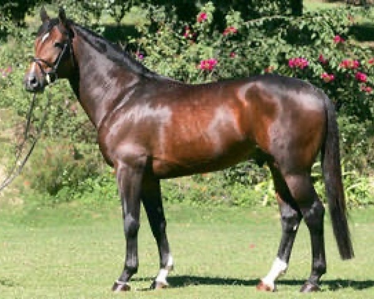 stallion Rebozo la Silla (Mexican Riding Horse, 2000, from Dollar de la Pierre)
