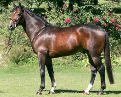 stallion Rebozo la Silla (Mexican Riding Horse, 2000, from Dollar de la Pierre)