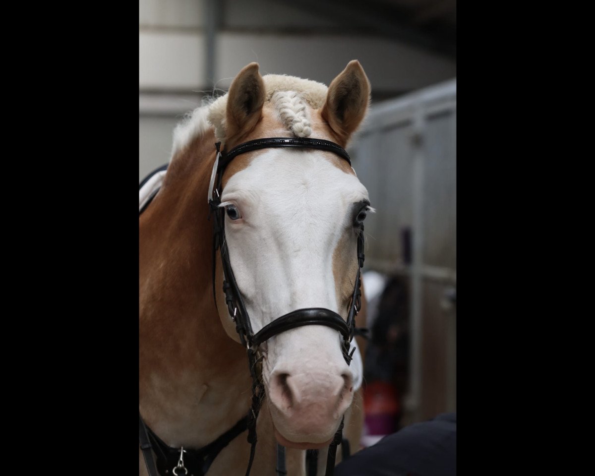 jumper Michel 255 (Haflinger, 2010, from Moreno)