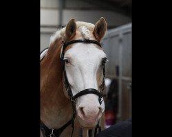 Springpferd Michel 255 (Haflinger, 2010, von Moreno)