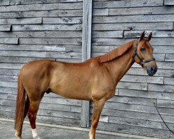 Springpferd Geonor de Kalo (Selle Français, 2016, von Rebozo la Silla)