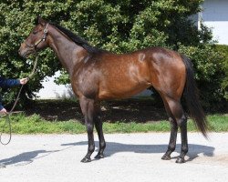 broodmare Rainier xx (Thoroughbred, 2016, from Medaglia d'Oro xx)