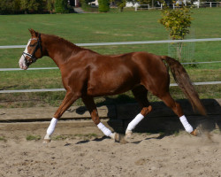 broodmare Florencia (Westphalian, 2008, from Florenciano 6)