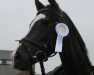 jumper Hexe WE (German Riding Pony, 2009, from Hot Chocolate)