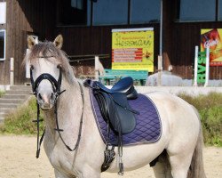 Dressurpferd Kulinshof Cathal Og (Connemara-Pony, 2017, von Gurteen Cathal)