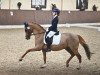 dressage horse Donavan 41 (German Riding Pony, 2008, from Don Davidoff 5)