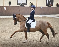 dressage horse Donavan 41 (German Riding Pony, 2008, from Don Davidoff 5)